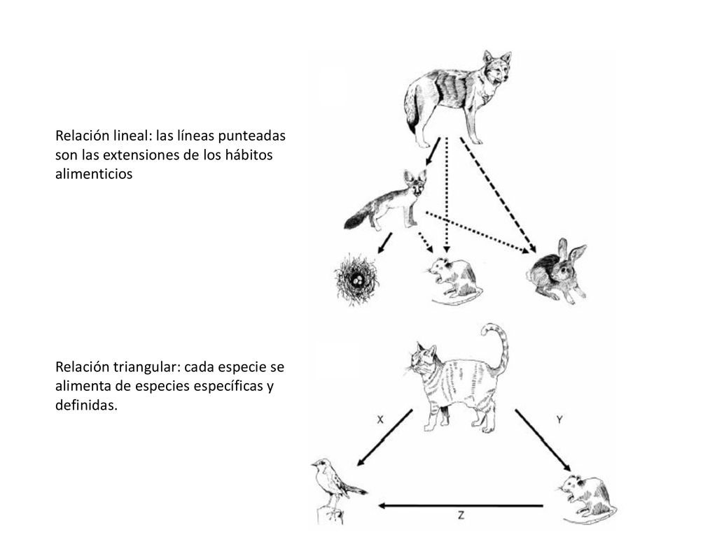 Relación lineal: las líneas punteadas son las extensiones de los hábitos alimenticios