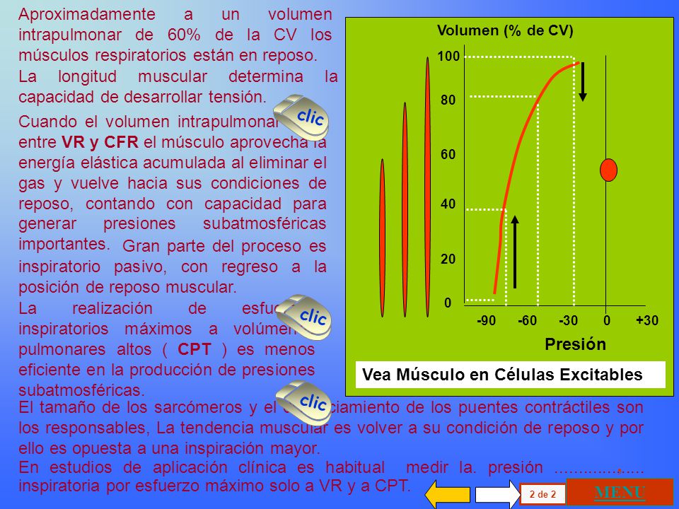 Aproximadamente a un volumen intrapulmonar de 60% de la CV los músculos respiratorios están en reposo.