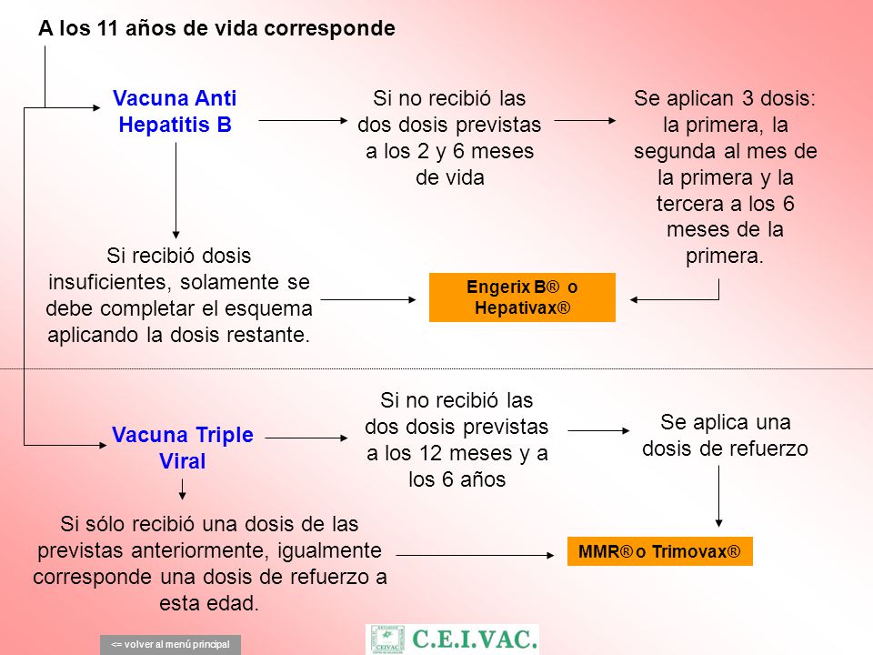 A los 11 años de vida corresponde