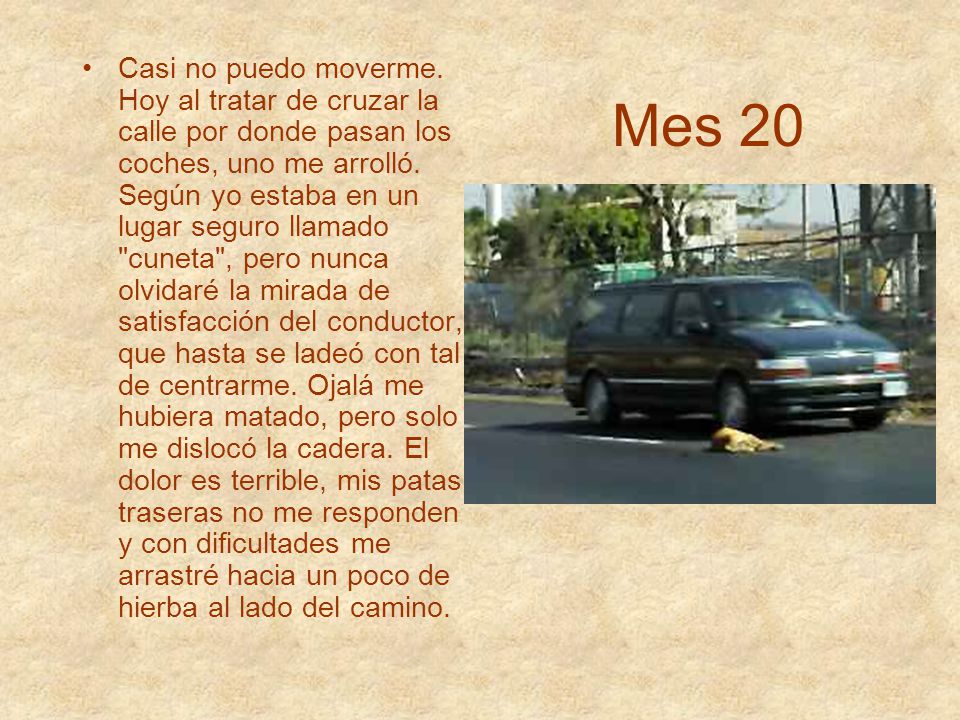 Casi no puedo moverme. Hoy al tratar de cruzar la calle por donde pasan los coches, uno me arrolló. Según yo estaba en un lugar seguro llamado cuneta , pero nunca olvidaré la mirada de satisfacción del conductor, que hasta se ladeó con tal de centrarme. Ojalá me hubiera matado, pero solo me dislocó la cadera. El dolor es terrible, mis patas traseras no me responden y con dificultades me arrastré hacia un poco de hierba al lado del camino.