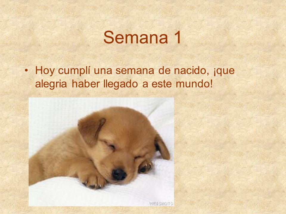 Semana 1 Hoy cumplí una semana de nacido, ¡que alegria haber llegado a este mundo!