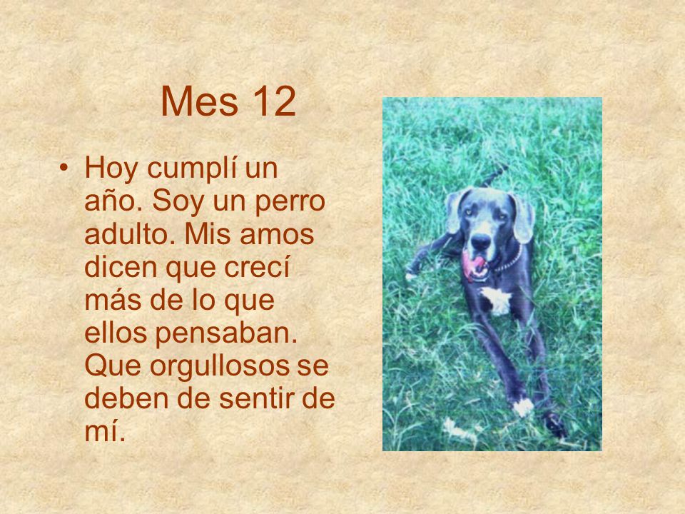 Mes 12 Hoy cumplí un año. Soy un perro adulto.