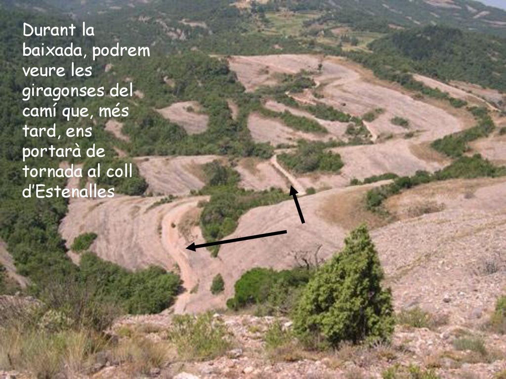 Durant la baixada, podrem veure les giragonses del camí que, més tard, ens portarà de tornada al coll d’Estenalles
