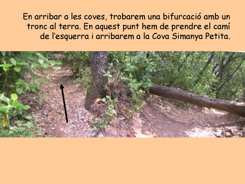 En arribar a les coves, trobarem una bifurcació amb un tronc al terra