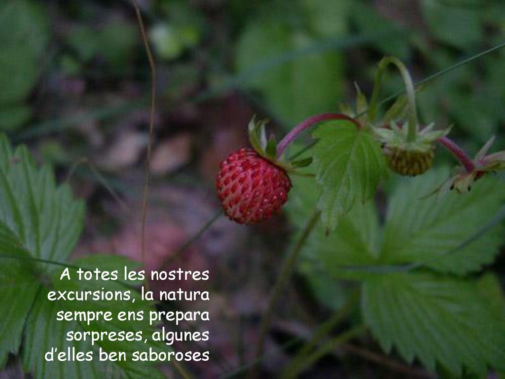 A totes les nostres excursions, la natura sempre ens prepara sorpreses, algunes d’elles ben saboroses