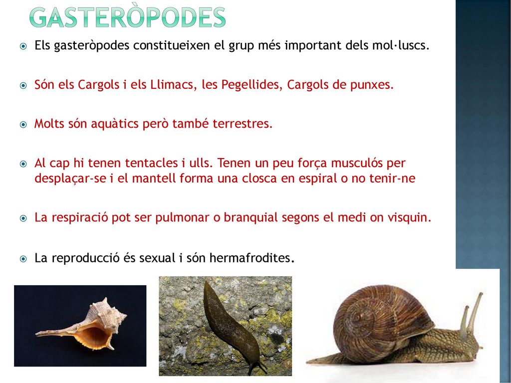 gasteròpodes Els gasteròpodes constitueixen el grup més important dels mol·luscs. Són els Cargols i els Llimacs, les Pegellides, Cargols de punxes.