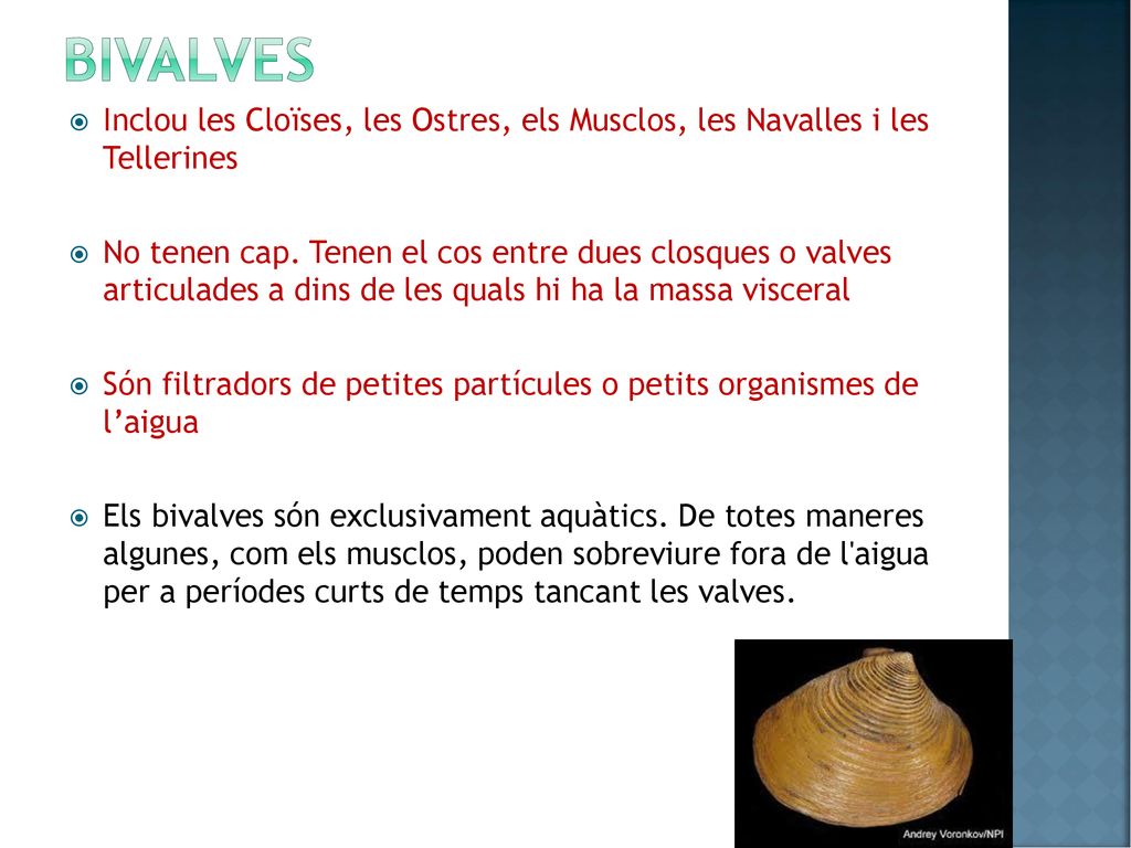 bivalves Inclou les Cloïses, les Ostres, els Musclos, les Navalles i les Tellerines.