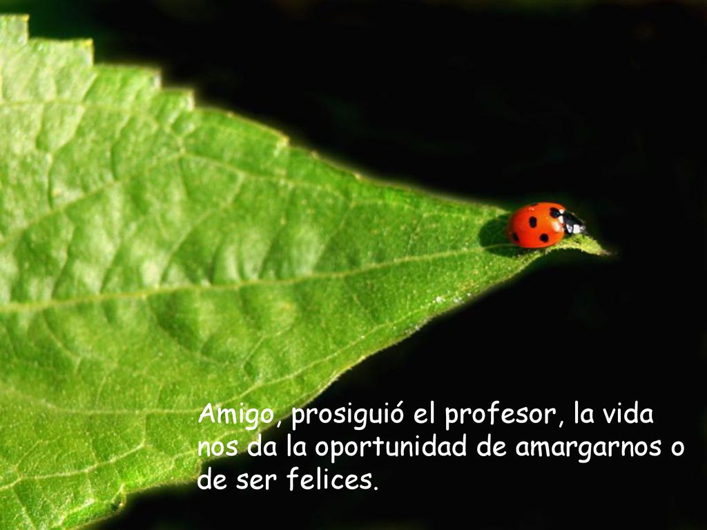 Amigo, prosiguió el profesor, la vida nos da la oportunidad de amargarnos o de ser felices.