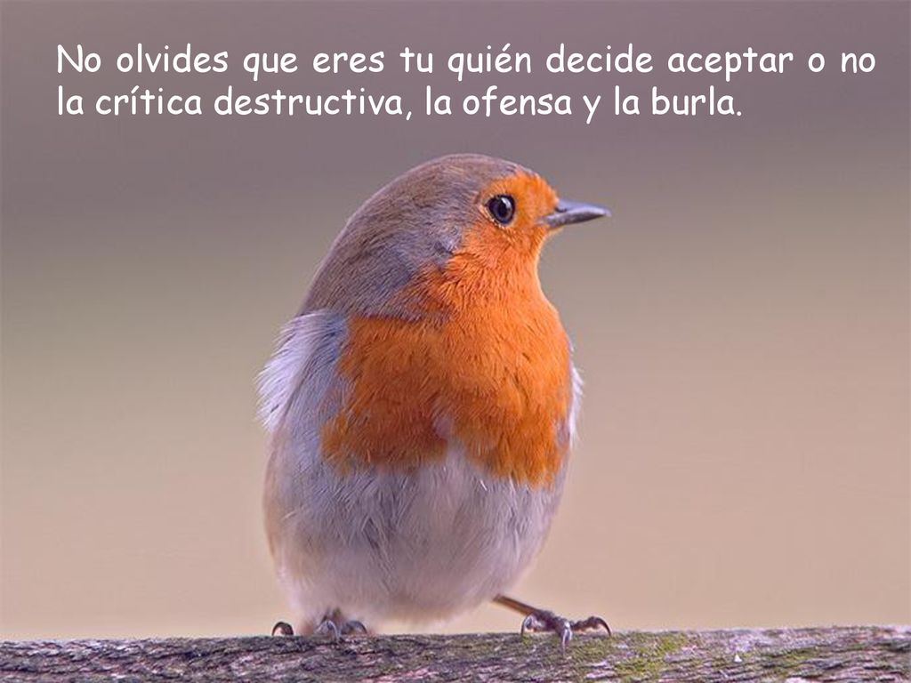 No olvides que eres tu quién decide aceptar o no la crítica destructiva, la ofensa y la burla.