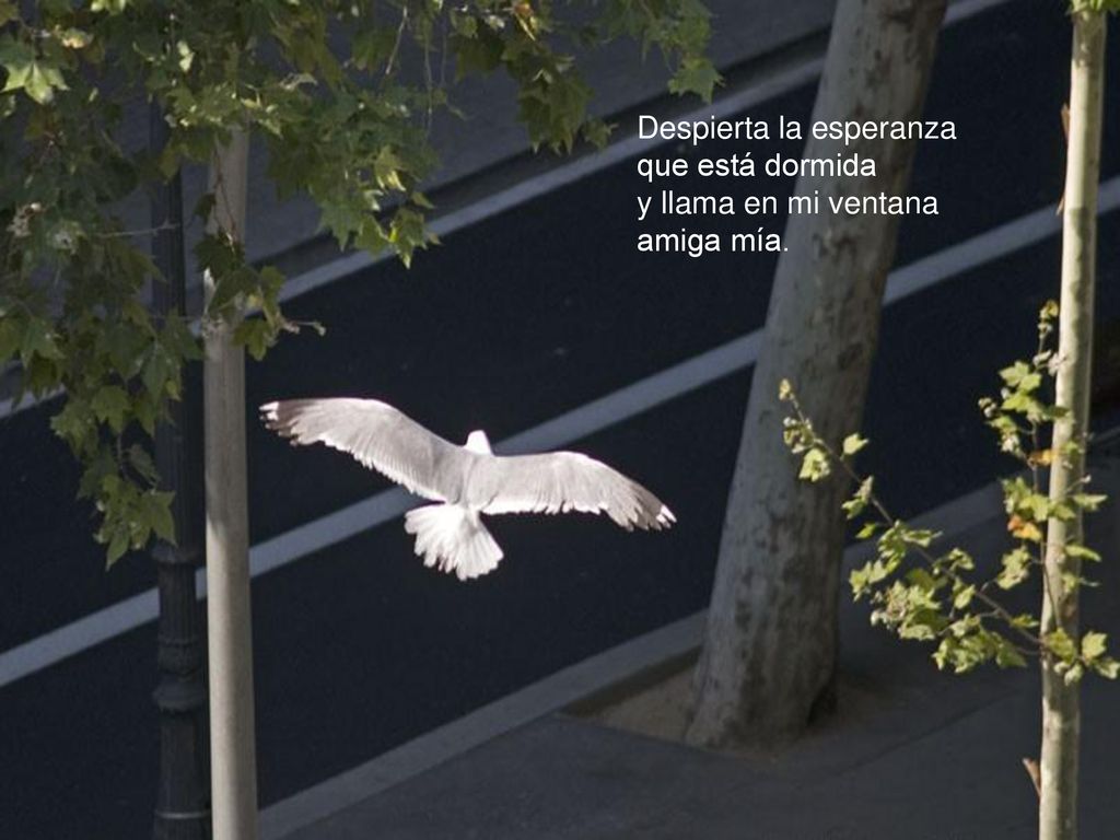 Despierta la esperanza que está dormida y llama en mi ventana amiga mía.
