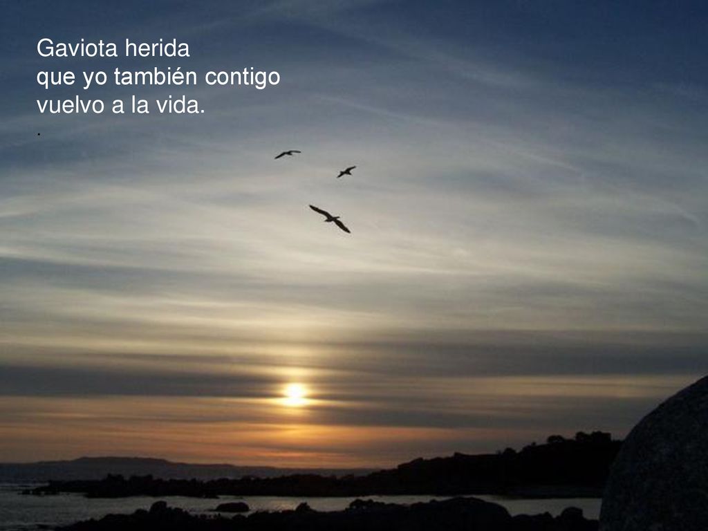 Gaviota herida que yo también contigo vuelvo a la vida. .