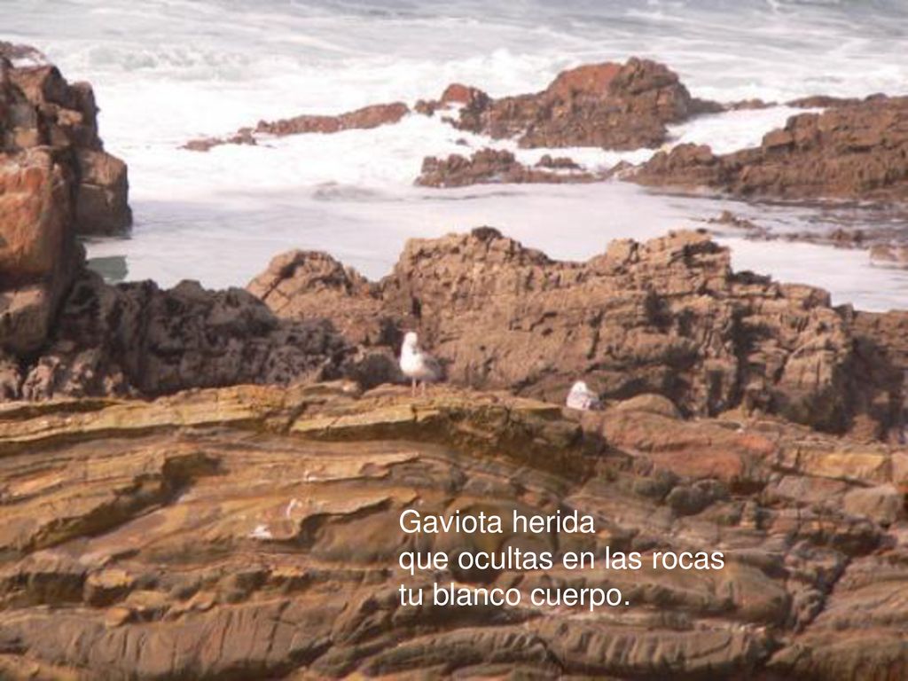 Gaviota herida que ocultas en las rocas tu blanco cuerpo.