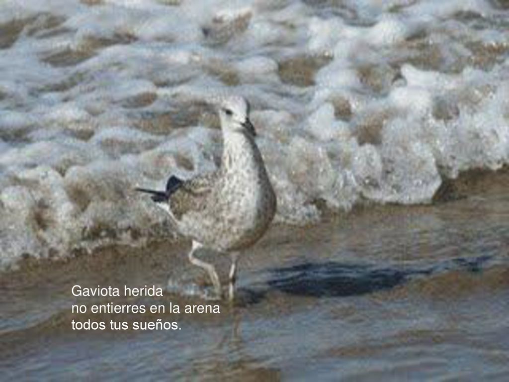Gaviota herida no entierres en la arena todos tus sueños.
