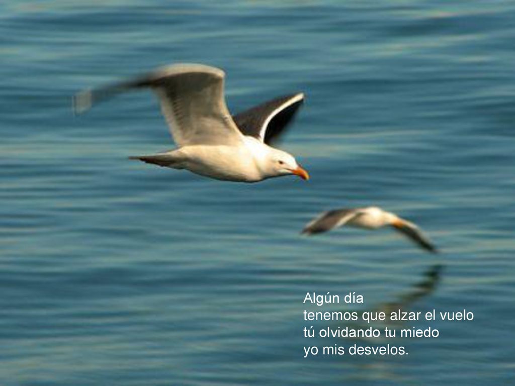 Algún día tenemos que alzar el vuelo tú olvidando tu miedo yo mis desvelos.