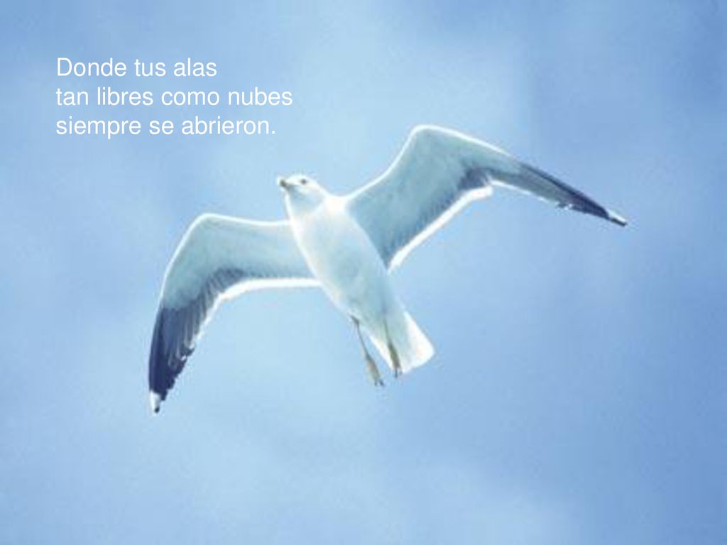 Donde tus alas tan libres como nubes siempre se abrieron.