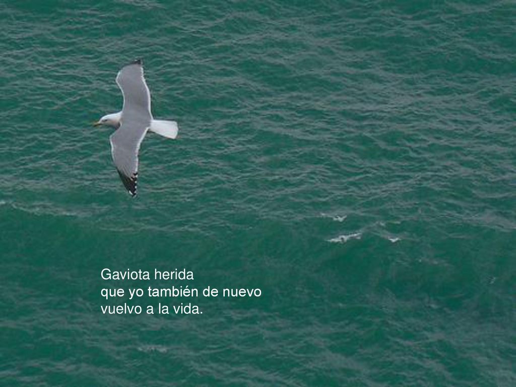 Gaviota herida que yo también de nuevo vuelvo a la vida.