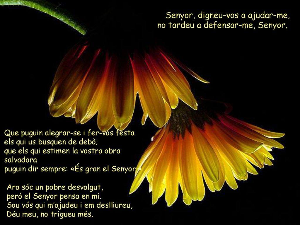 Senyor, digneu-vos a ajudar-me, no tardeu a defensar-me, Senyor.