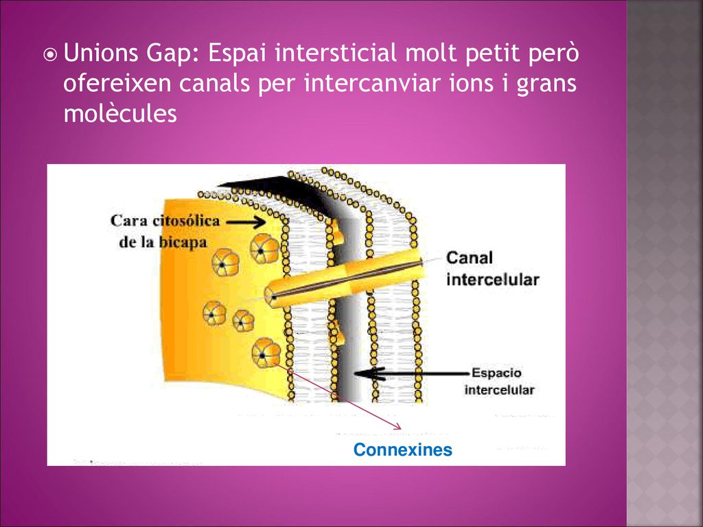 Unions Gap: Espai intersticial molt petit però ofereixen canals per intercanviar ions i grans molècules