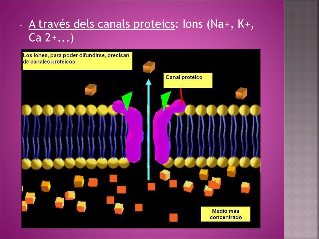 A través dels canals proteics: Ions (Na+, K+, Ca 2+...)