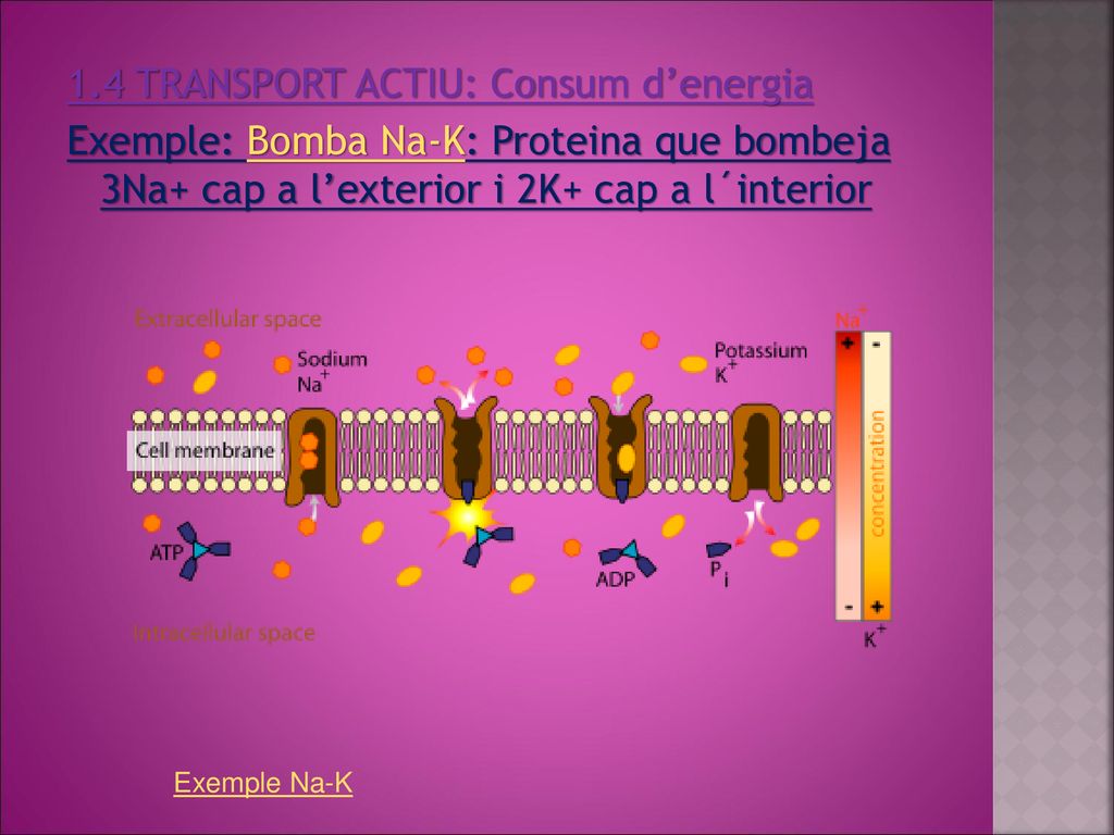 1.4 TRANSPORT ACTIU: Consum d’energia Exemple: Bomba Na-K: Proteina que bombeja 3Na+ cap a l’exterior i 2K+ cap a l´interior