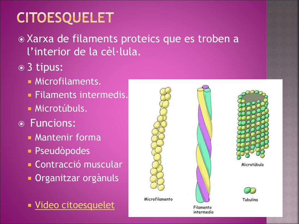 citoesquelet Xarxa de filaments proteics que es troben a l’interior de la cèl·lula. 3 tipus: Microfilaments.