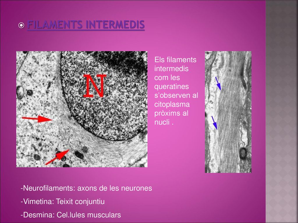 FILAMENTS INTERMEDIS Els filaments intermedis com les queratines s’observen al citoplasma pròxims al nucli .