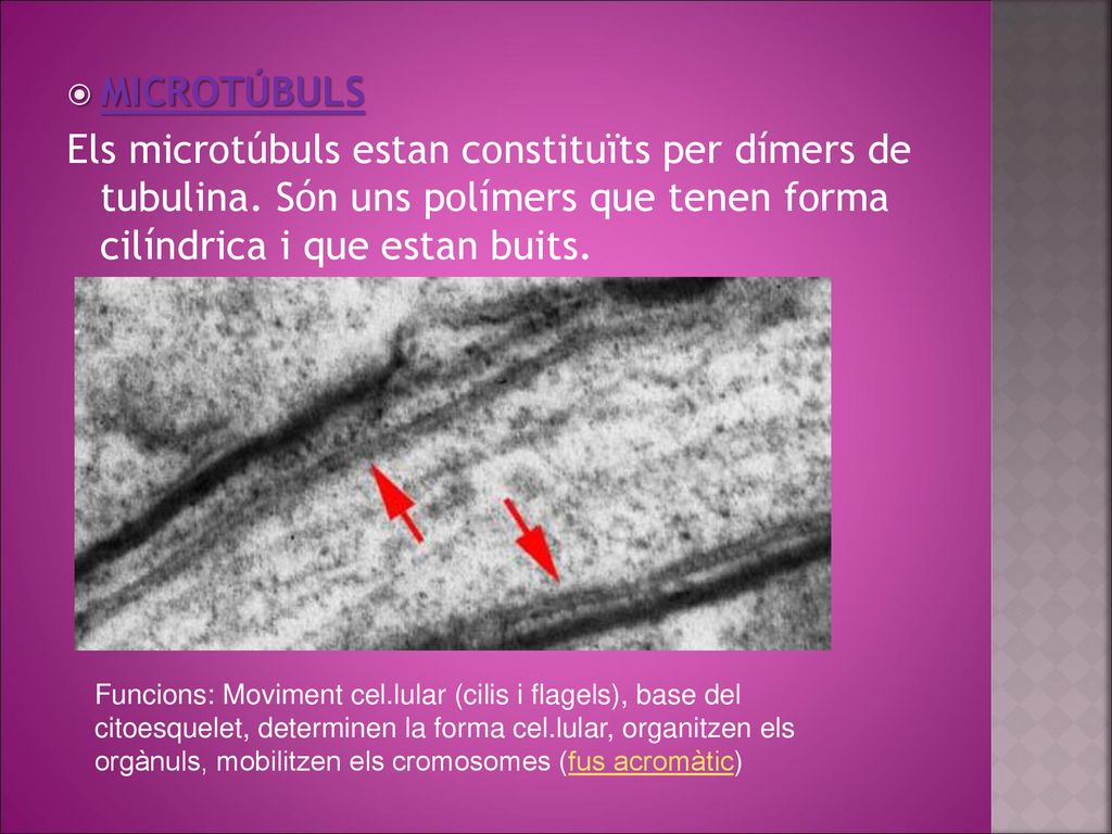 MICROTÚBULS Els microtúbuls estan constituïts per dímers de tubulina. Són uns polímers que tenen forma cilíndrica i que estan buits.
