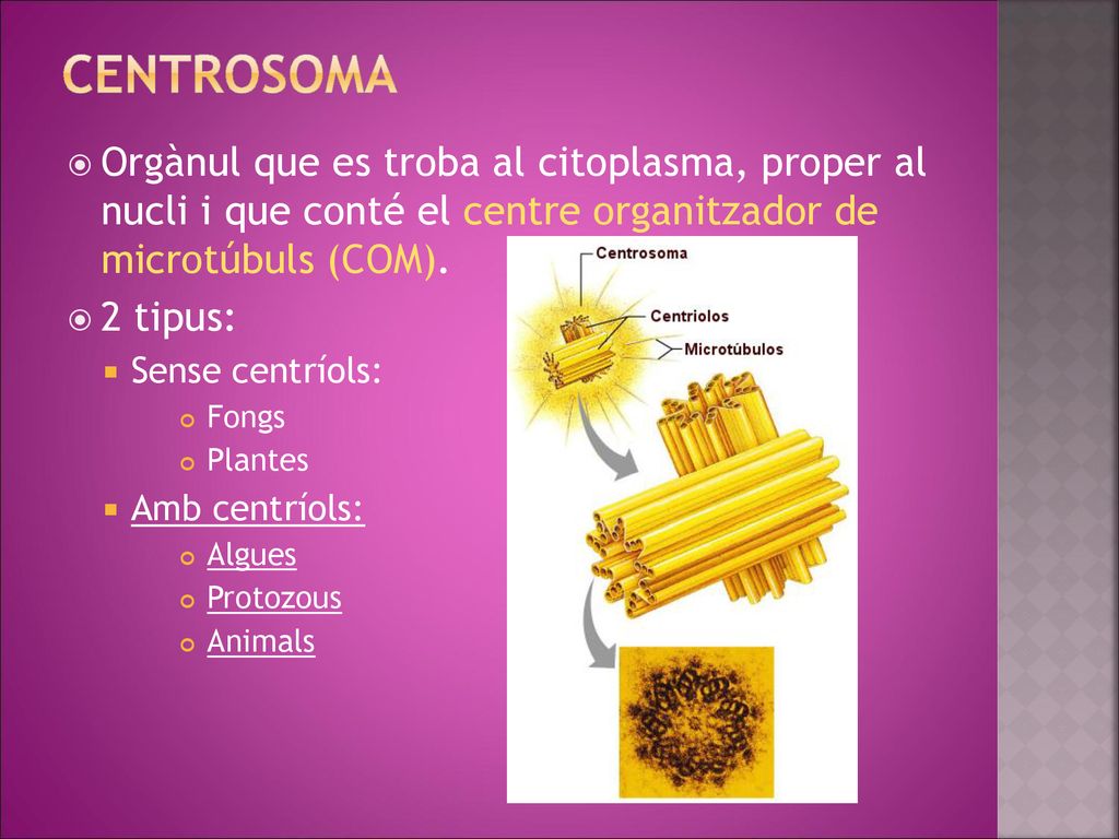 centrosoma Orgànul que es troba al citoplasma, proper al nucli i que conté el centre organitzador de microtúbuls (COM).