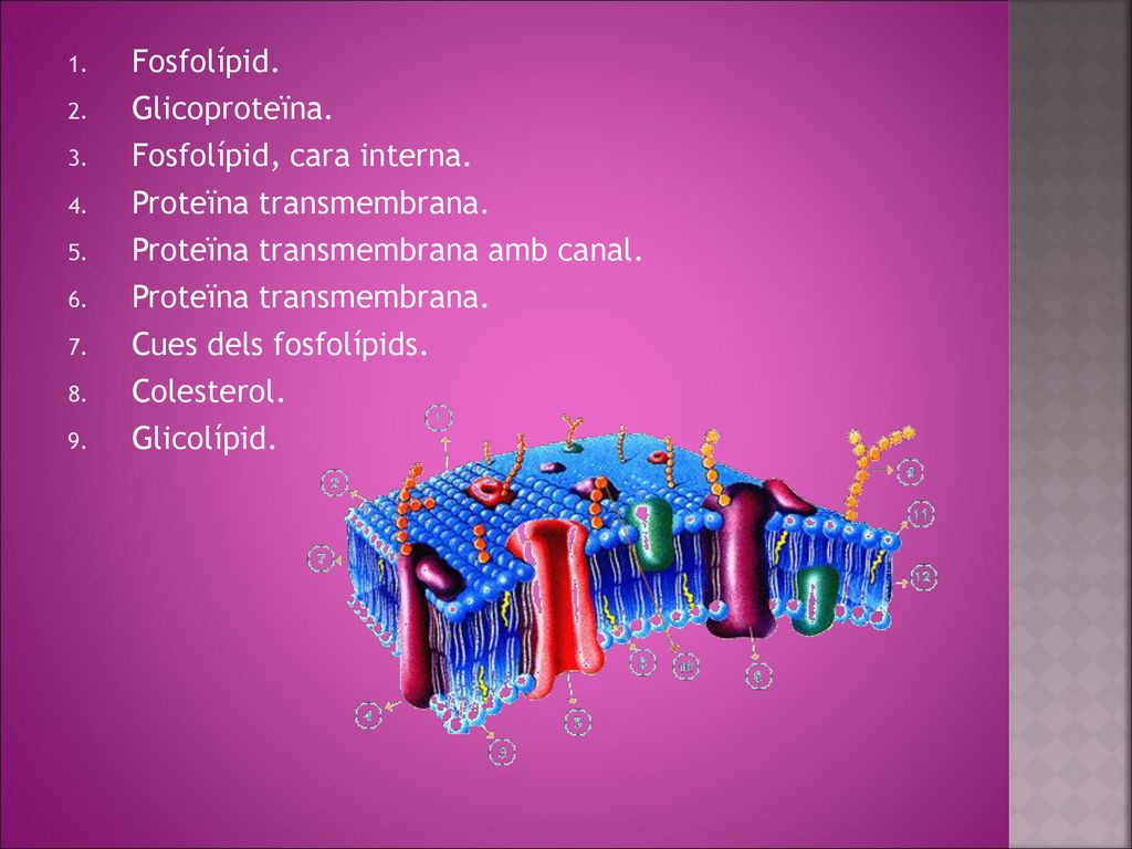 Fosfolípid. Glicoproteïna. Fosfolípid, cara interna. Proteïna transmembrana. Proteïna transmembrana amb canal.