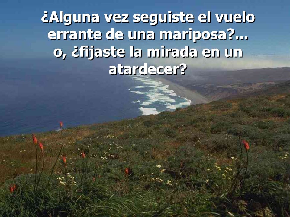 ¿Alguna vez seguiste el vuelo errante de una mariposa