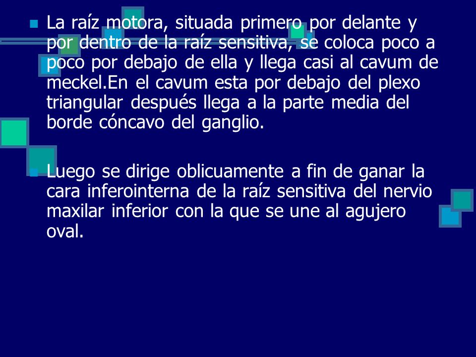 La raíz motora, situada primero por delante y por dentro de la raíz sensitiva, se coloca poco a poco por debajo de ella y llega casi al cavum de meckel.En el cavum esta por debajo del plexo triangular después llega a la parte media del borde cóncavo del ganglio.