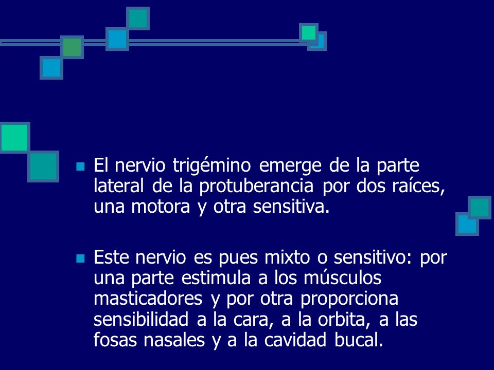 El nervio trigémino emerge de la parte lateral de la protuberancia por dos raíces, una motora y otra sensitiva.