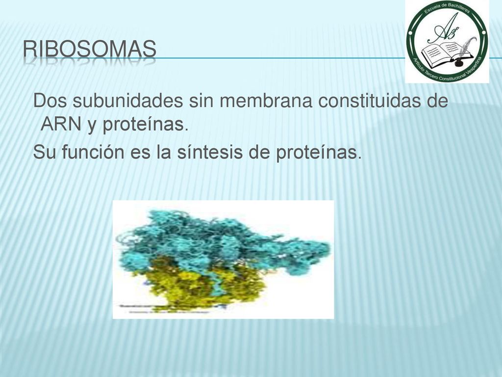 Ribosomas Dos subunidades sin membrana constituidas de ARN y proteínas.