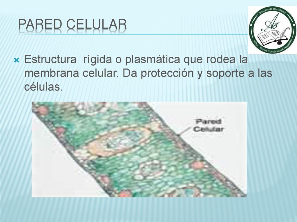 Pared Celular Estructura rígida o plasmática que rodea la membrana celular.