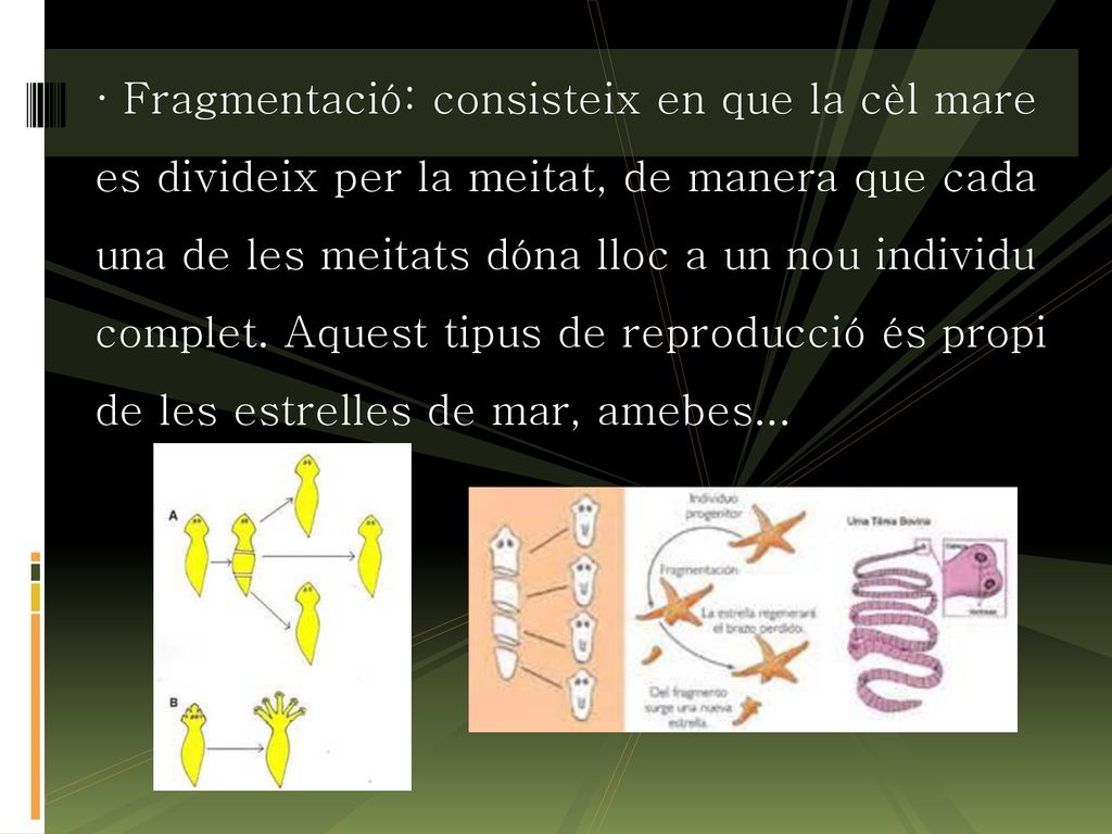 · Fragmentació: consisteix en que la cèl mare es divideix per la meitat, de manera que cada una de les meitats dóna lloc a un nou individu complet.