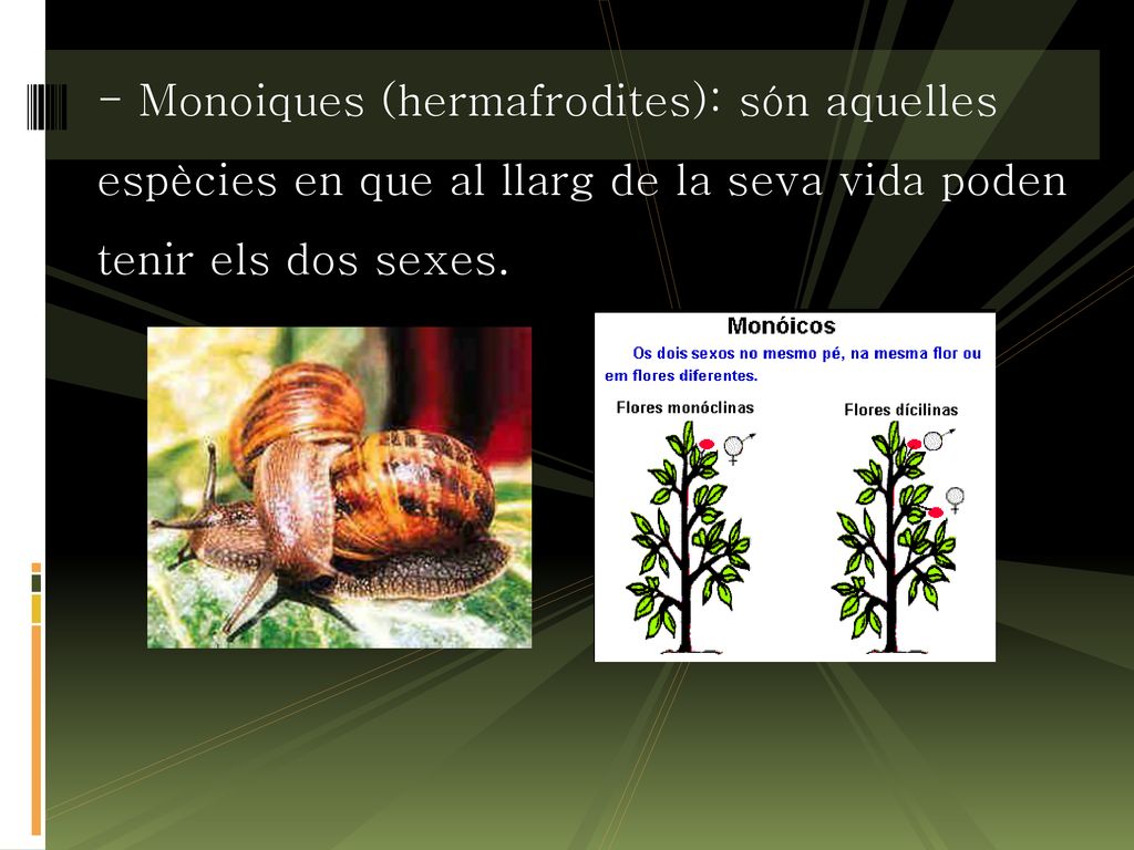 - Monoiques (hermafrodites): són aquelles espècies en que al llarg de la seva vida poden tenir els dos sexes.