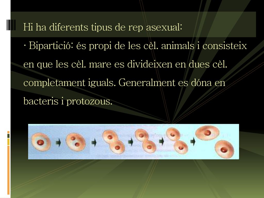 Hi ha diferents tipus de rep asexual: · Bipartició: és propi de les cèl.