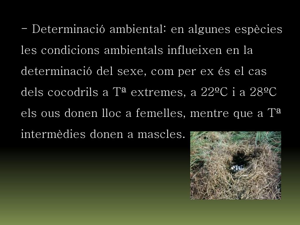 - Determinació ambiental: en algunes espècies les condicions ambientals influeixen en la determinació del sexe, com per ex és el cas dels cocodrils a Tª extremes, a 22ºC i a 28ºC els ous donen lloc a femelles, mentre que a Tª intermèdies donen a mascles.