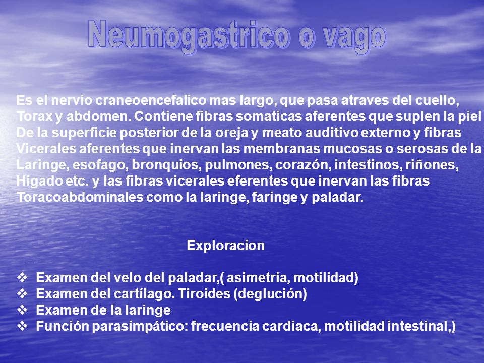 Neumogastrico o vago Es el nervio craneoencefalico mas largo, que pasa atraves del cuello,