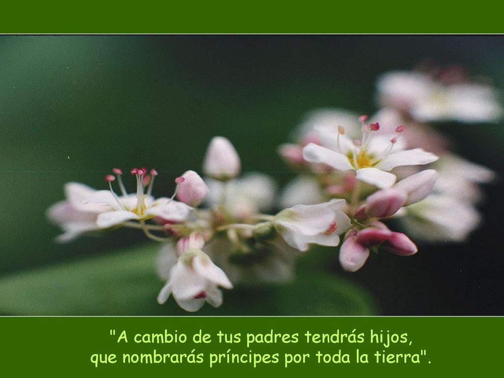 A cambio de tus padres tendrás hijos, que nombrarás príncipes por toda la tierra .