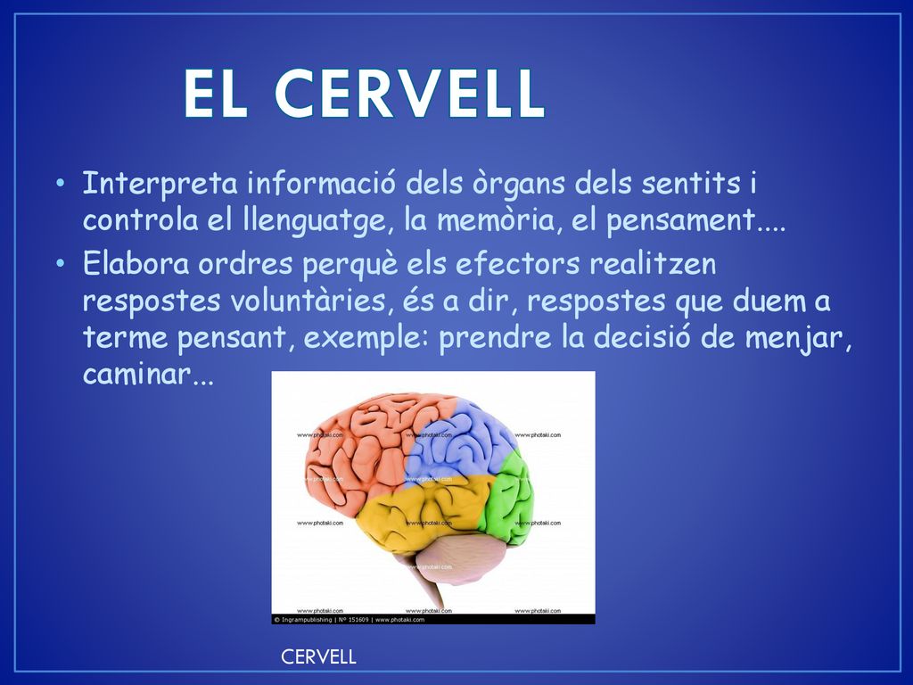 EL CERVELL Interpreta informació dels òrgans dels sentits i controla el llenguatge, la memòria, el pensament....