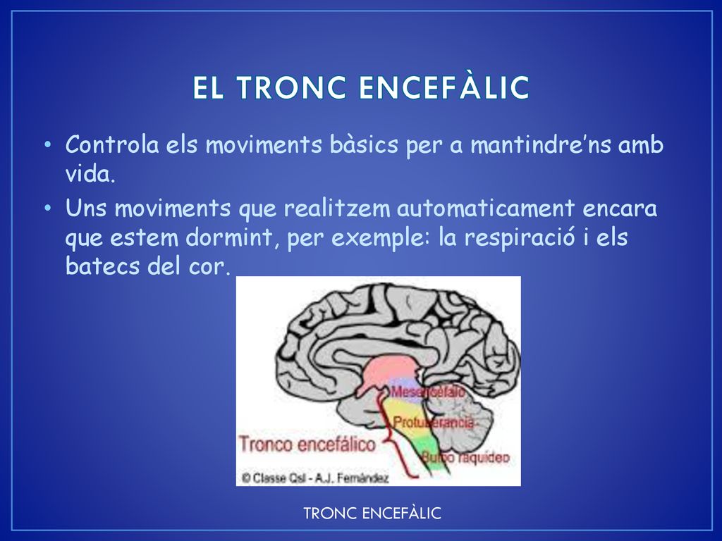 EL TRONC ENCEFÀLIC Controla els moviments bàsics per a mantindre’ns amb vida.
