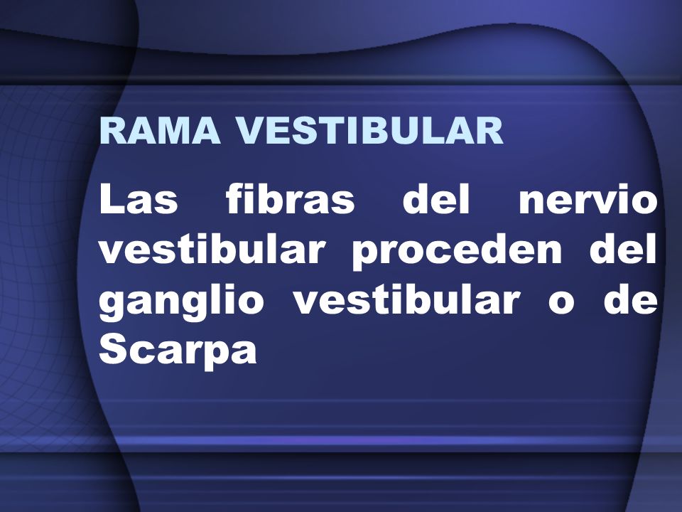 RAMA VESTIBULAR Las fibras del nervio vestibular proceden del ganglio vestibular o de Scarpa