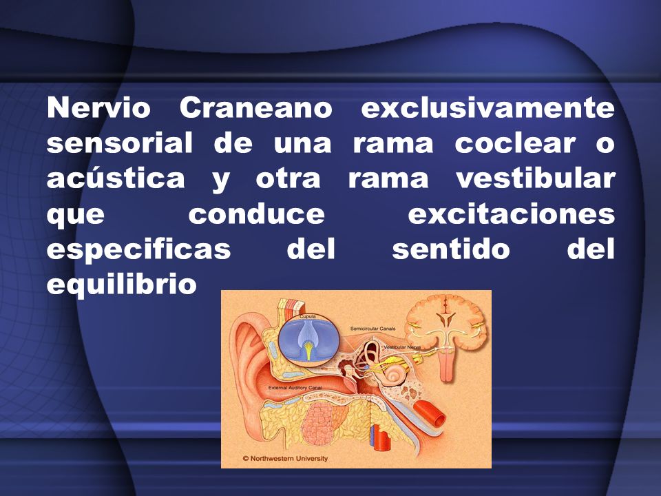 Nervio Craneano exclusivamente sensorial de una rama coclear o acústica y otra rama vestibular que conduce excitaciones especificas del sentido del equilibrio
