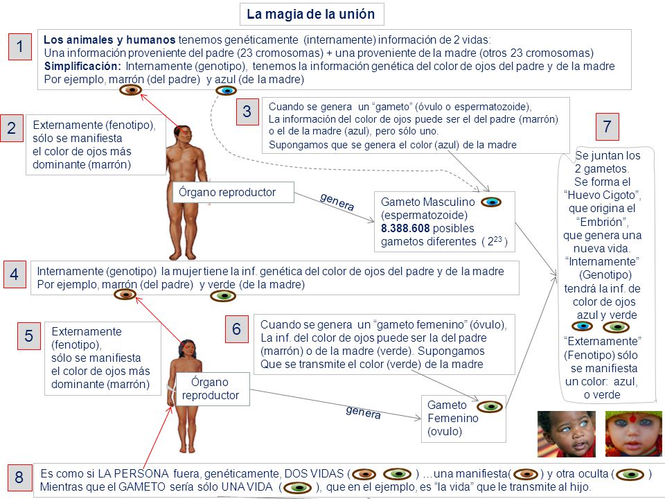 La magia de la unión Los animales y humanos tenemos genéticamente (internamente) información de 2 vidas: