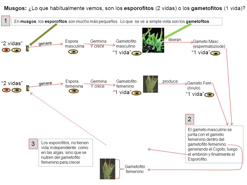 Musgos: ¿Lo que habitualmente vemos, son los esporofitos (2 vidas) o los gametofitos (1 vida)