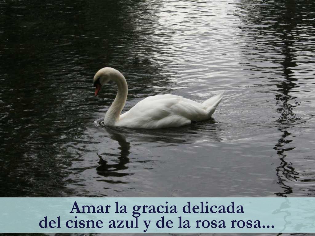 Amar la gracia delicada del cisne azul y de la rosa rosa...