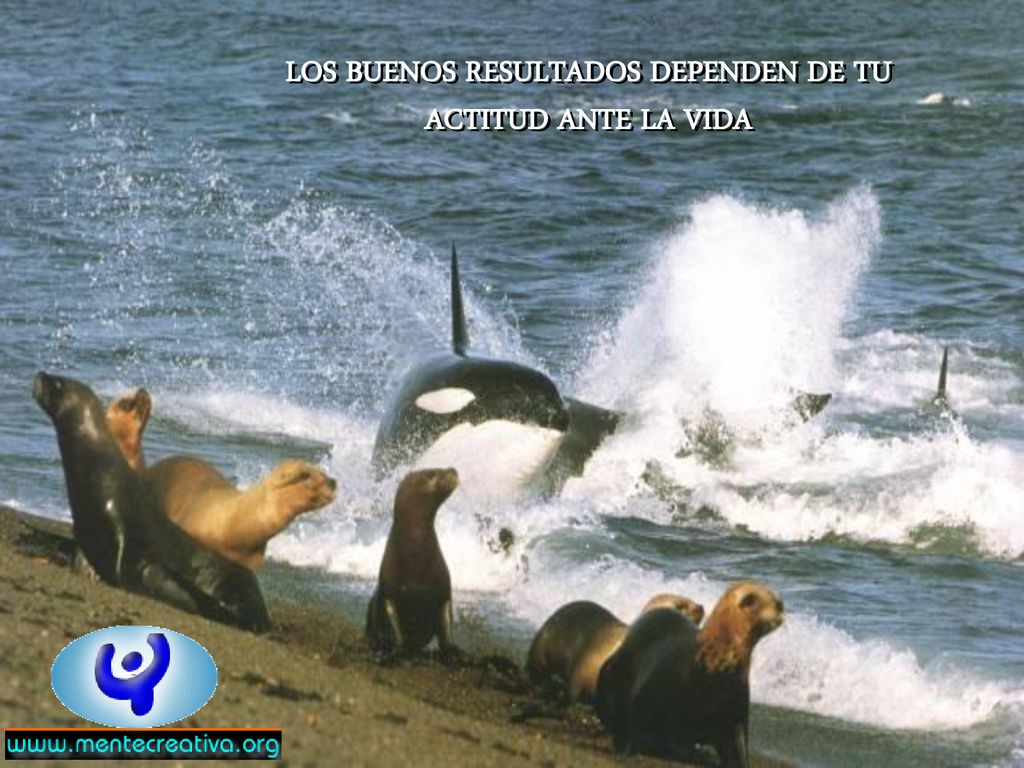 LOS BUENOS RESULTADOS DEPENDEN DE TU ACTITUD ANTE LA VIDA