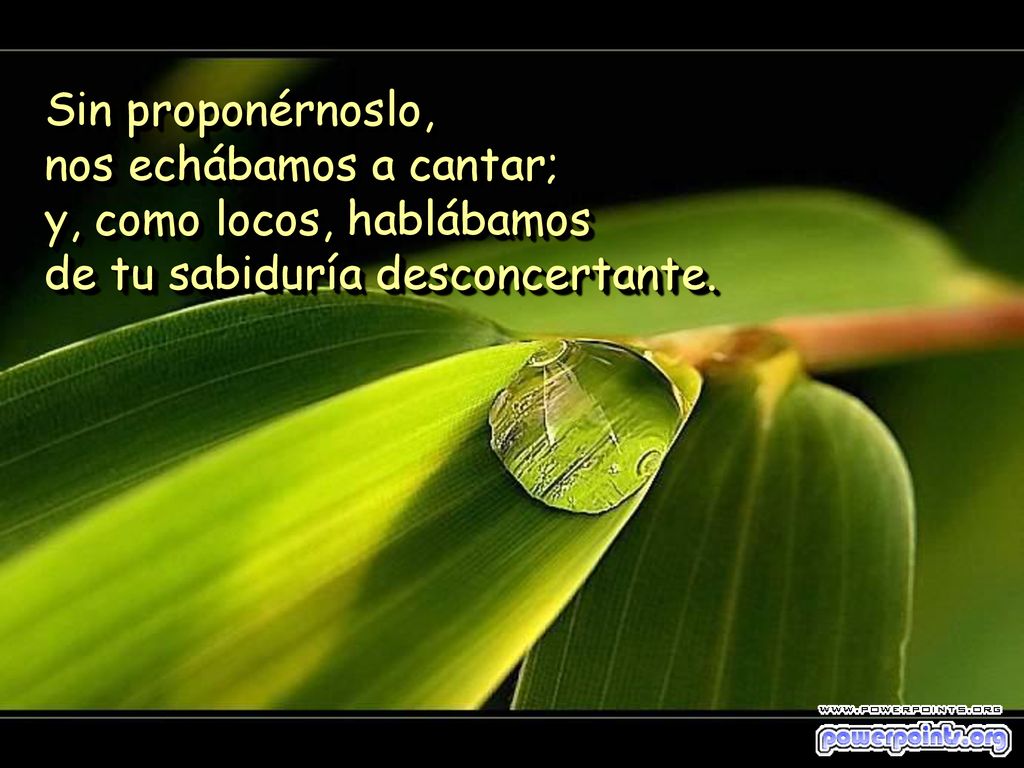 Sin proponérnoslo, nos echábamos a cantar; y, como locos, hablábamos de tu sabiduría desconcertante.