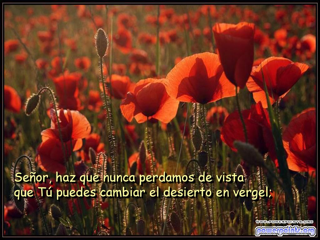 Señor, haz que nunca perdamos de vista que Tú puedes cambiar el desierto en vergel;